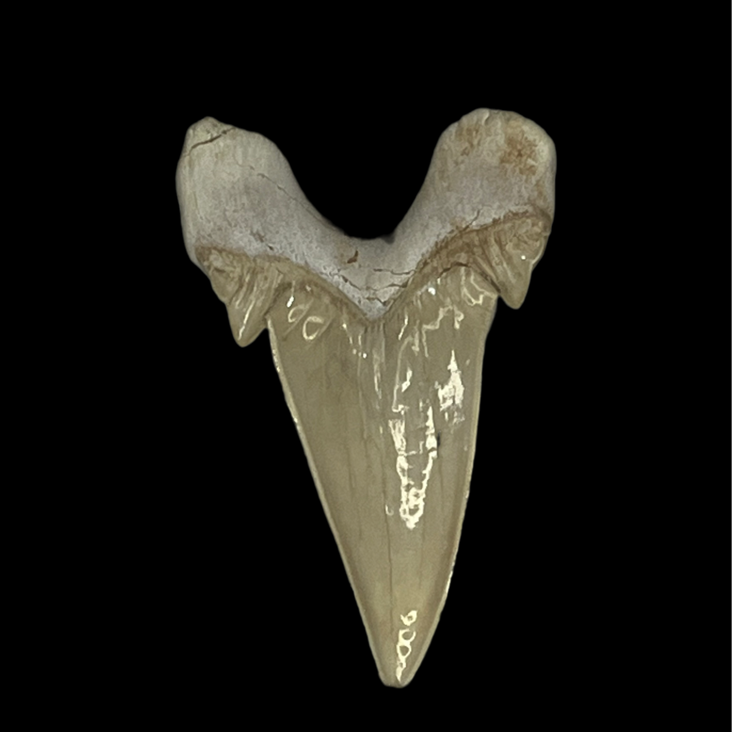 Otodus Obliquus Tooth 02