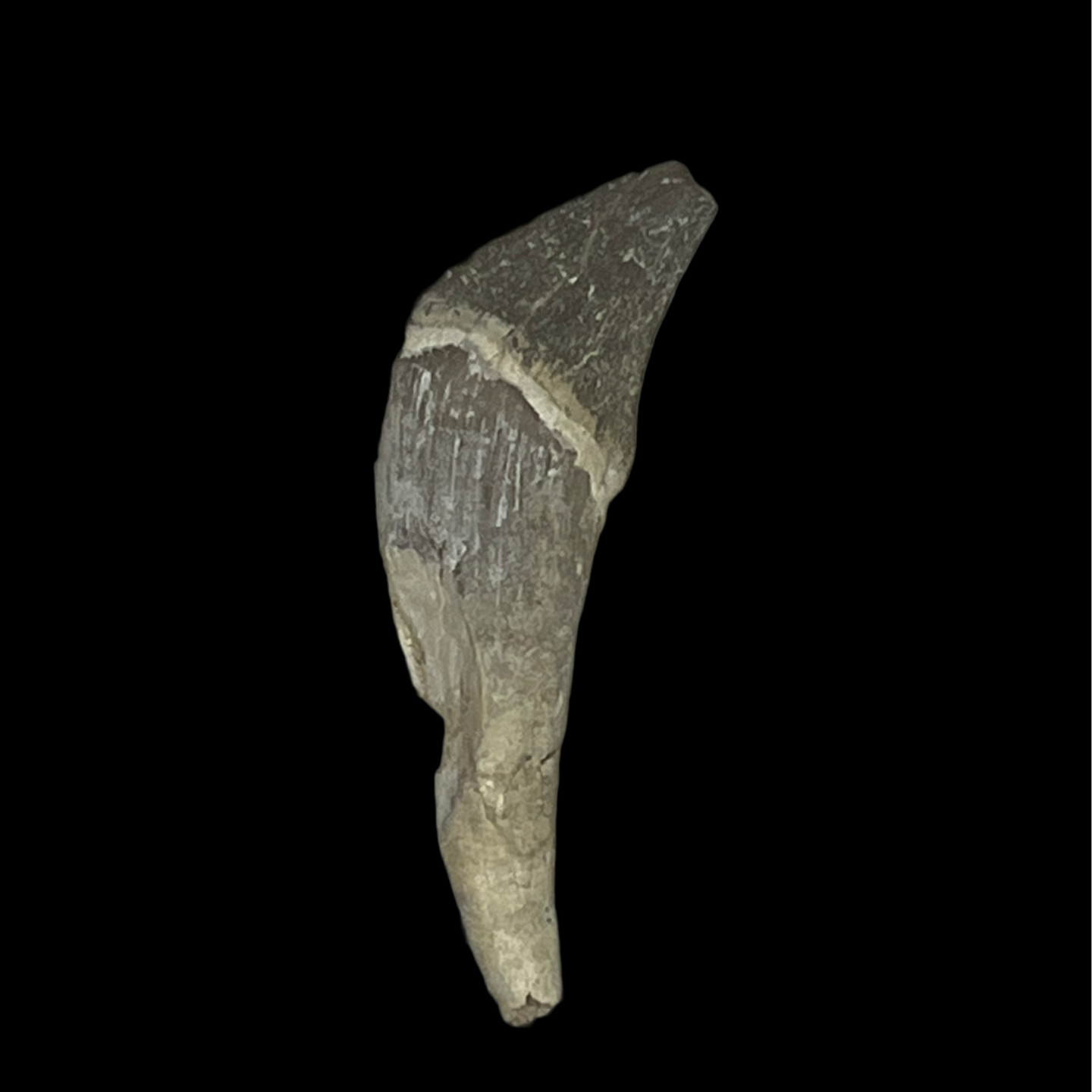Basilosuar Tooth 01
