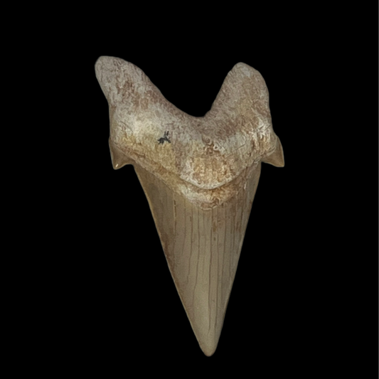 Otodus Obliquus Tooth 01
