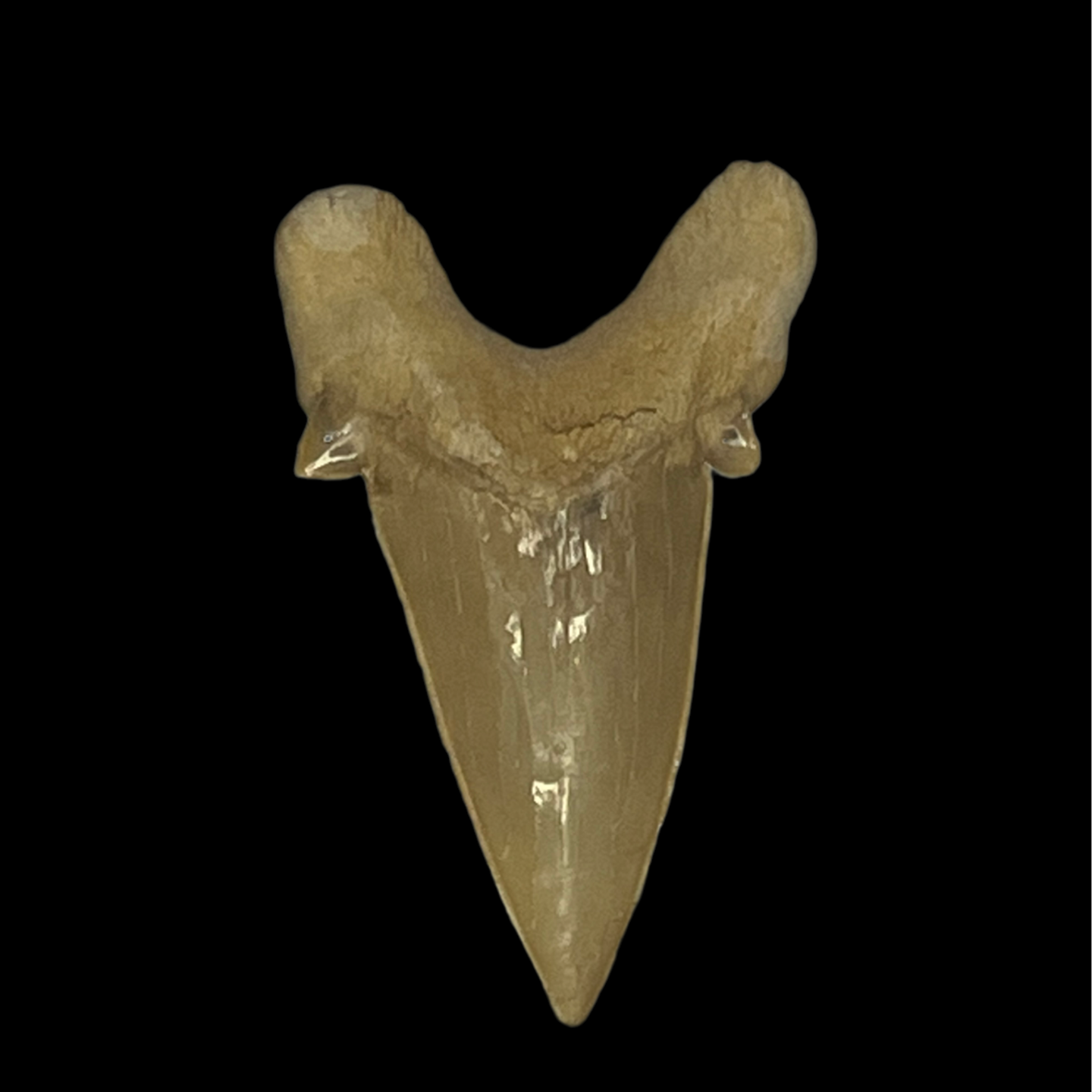 Otodus Obliquus Tooth 03