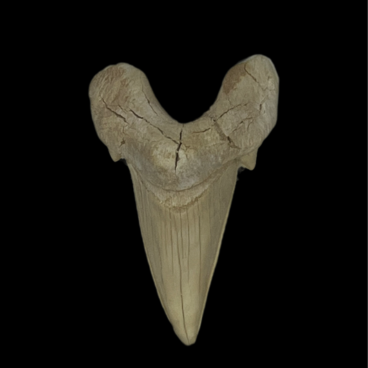 Otodus Obliquus Tooth 02