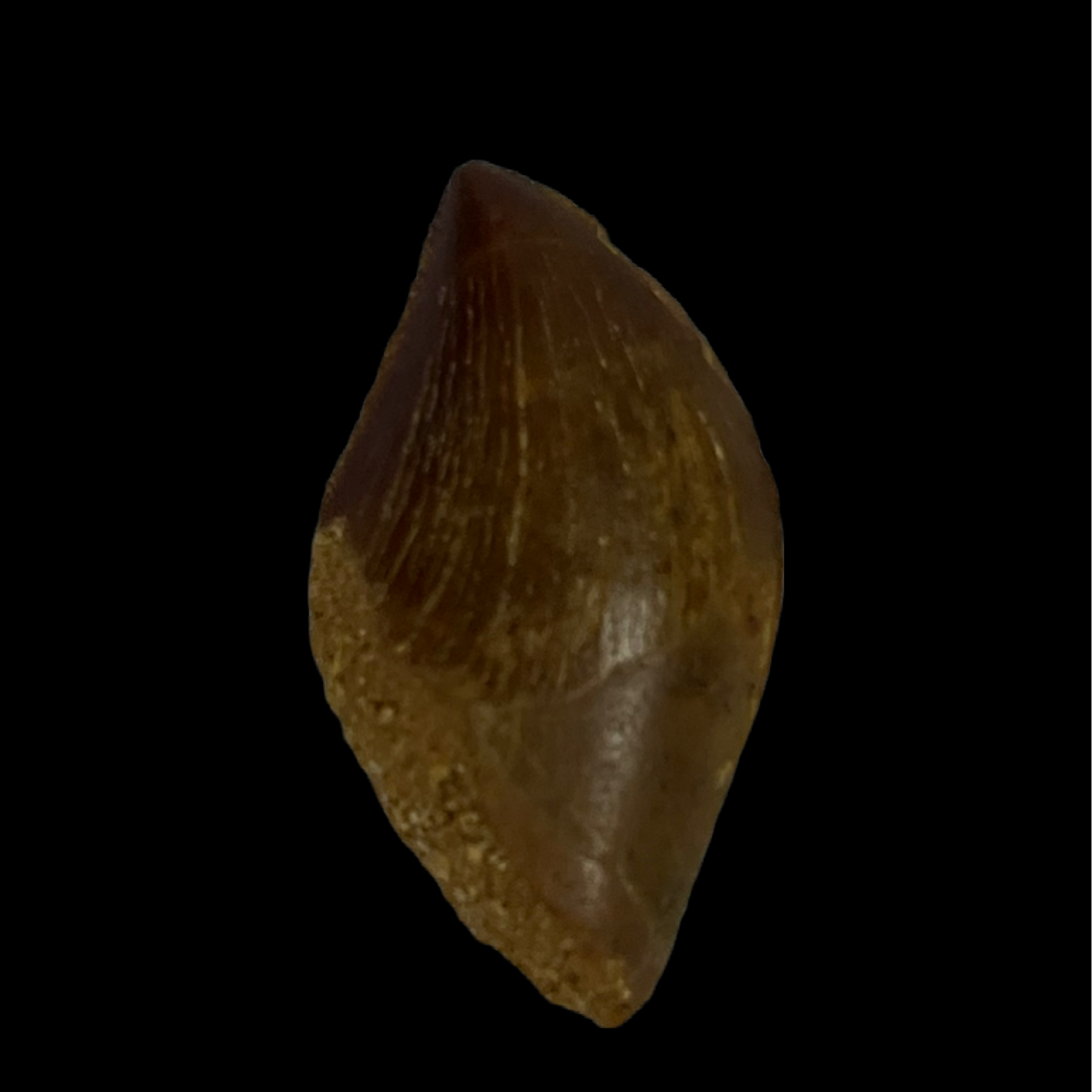 Carcharodontosaurus Tooth 16 (1 in)