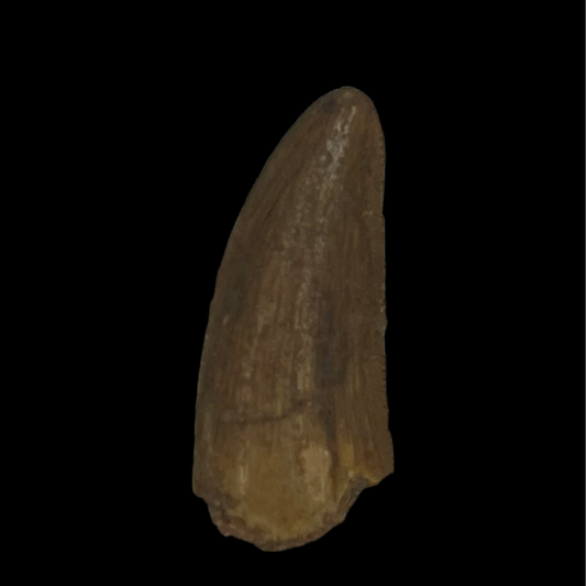 Raptor Tooth 01 (0.75 in)