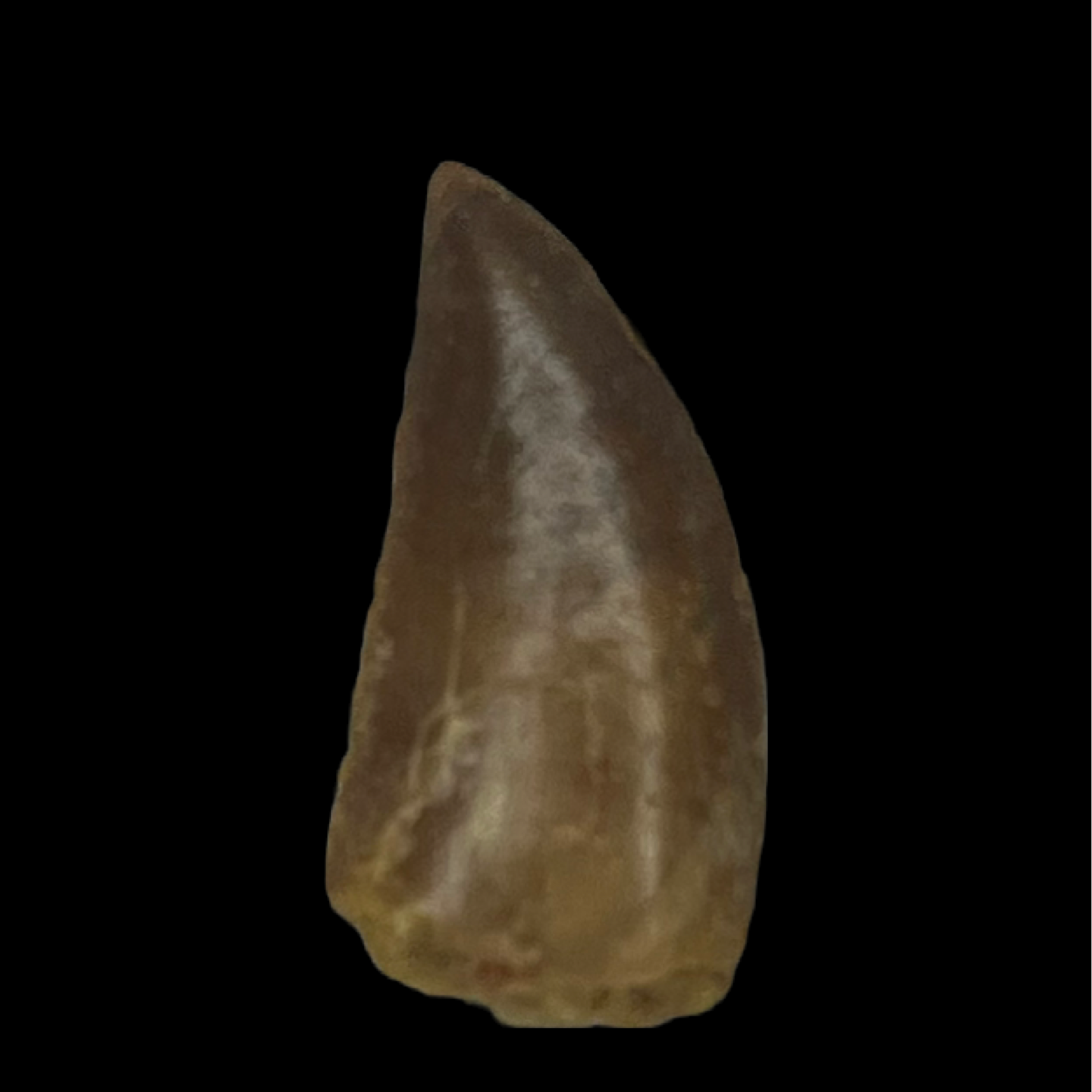 Raptor Tooth 03 (0.69 in)