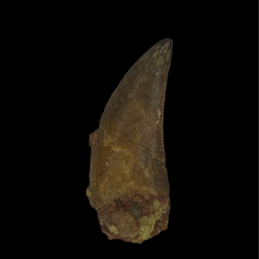 Raptor Tooth 04 (0.69 in)