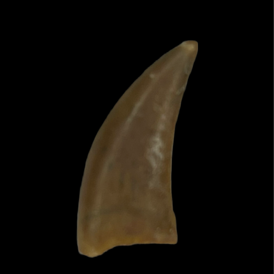 Raptor Tooth 05 (0.56 in)