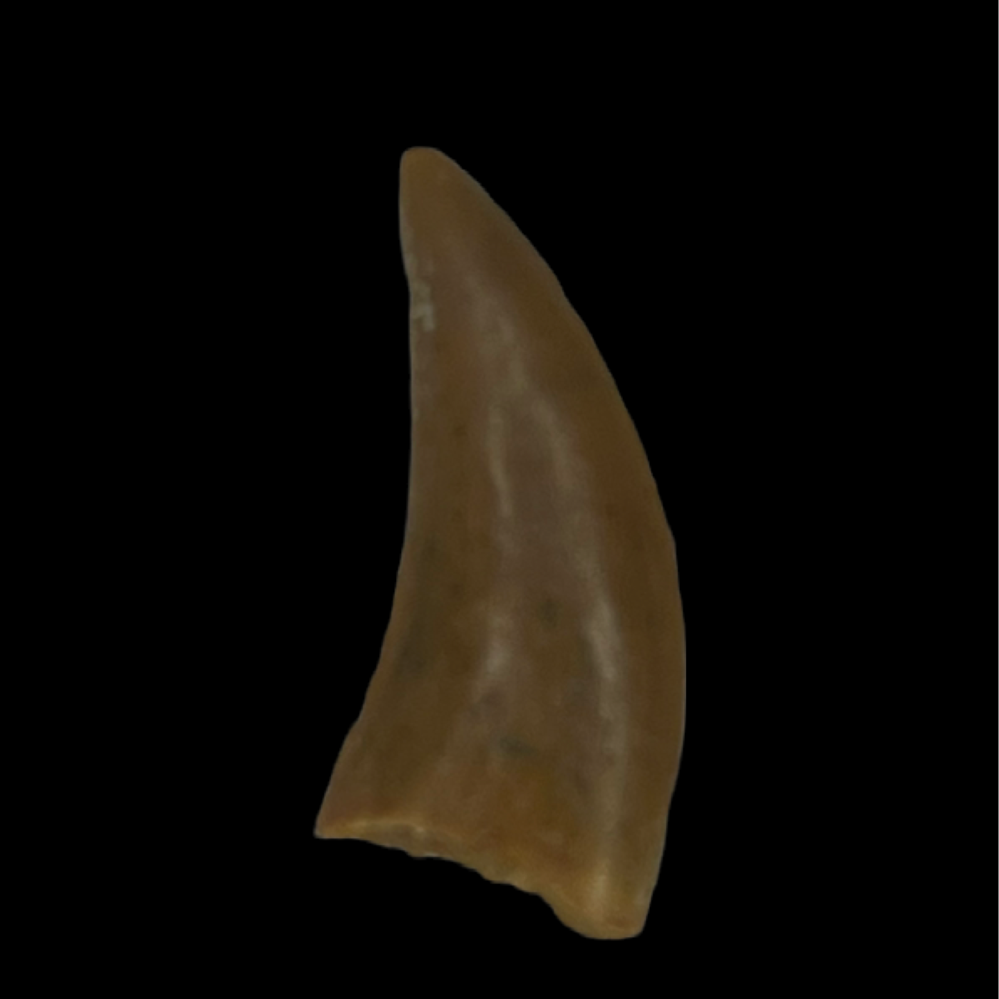 Raptor Tooth 05 (0.56 in)