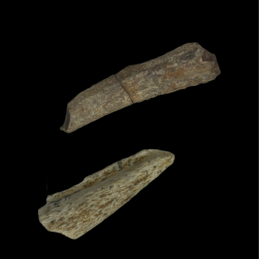 Spinosaurus Claw Fragments