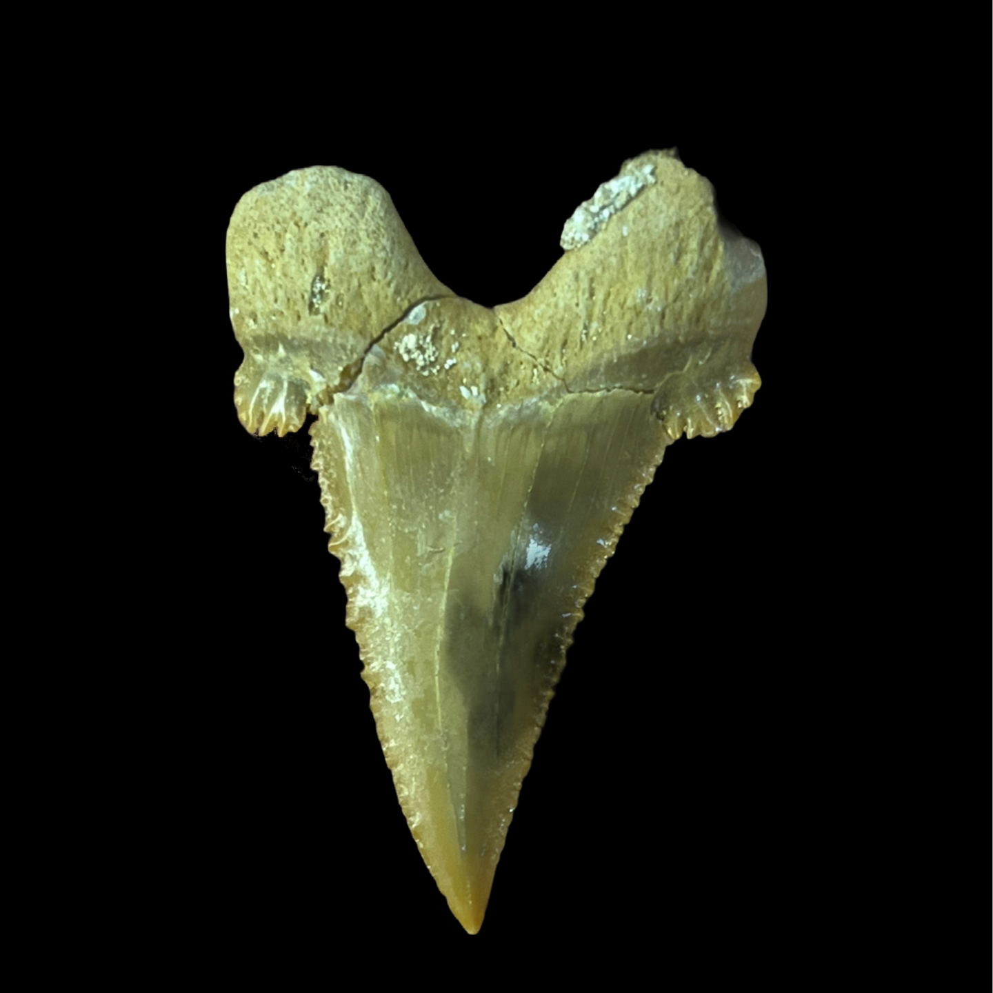 Paleocarcharodon Tooth 01