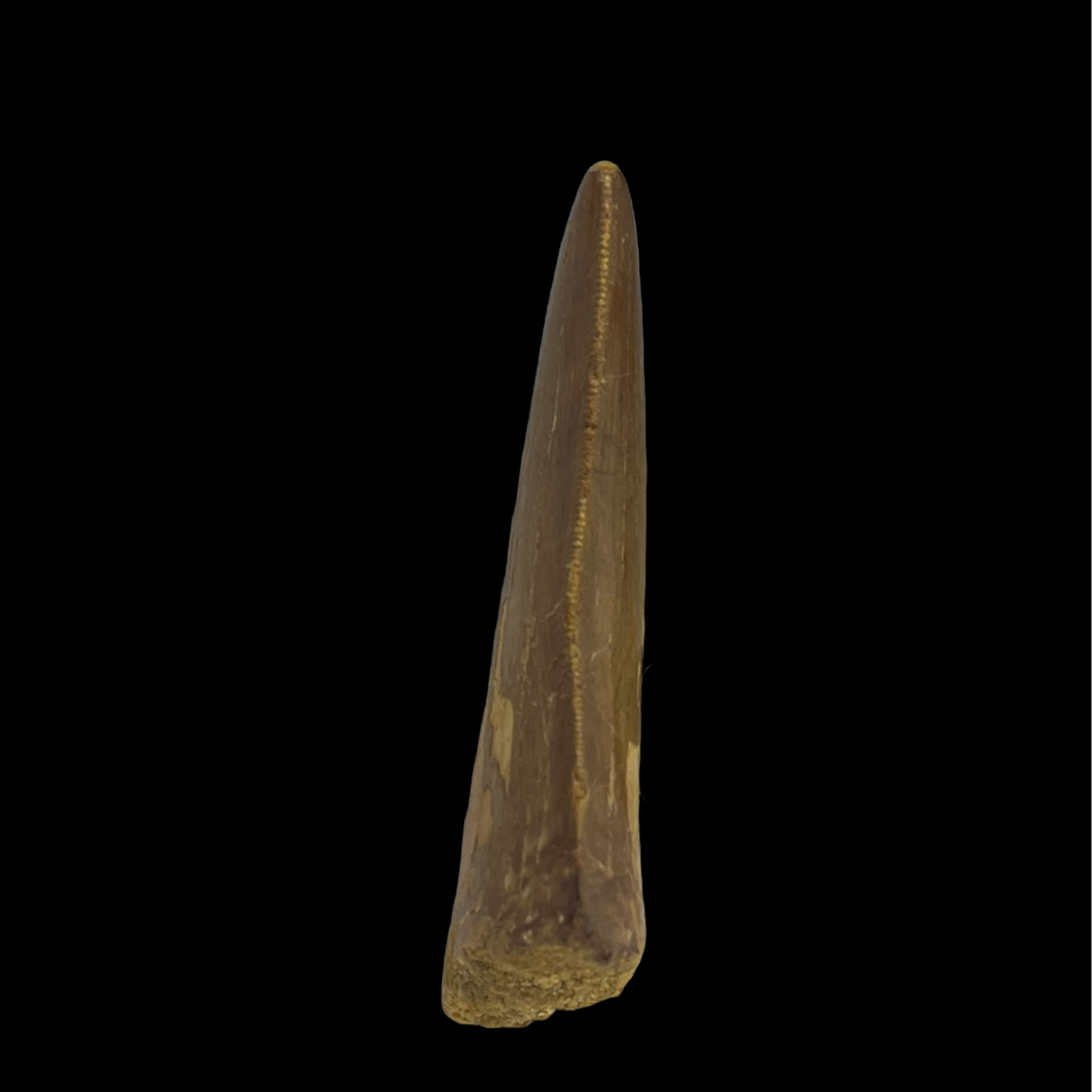 Carcharodontosaurus Tooth 12 (2.4 in)