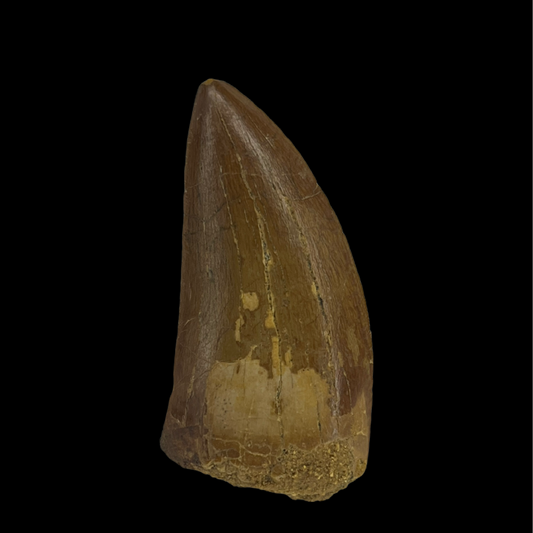 Carcharodontosaurus Tooth 12 (2.4 in)