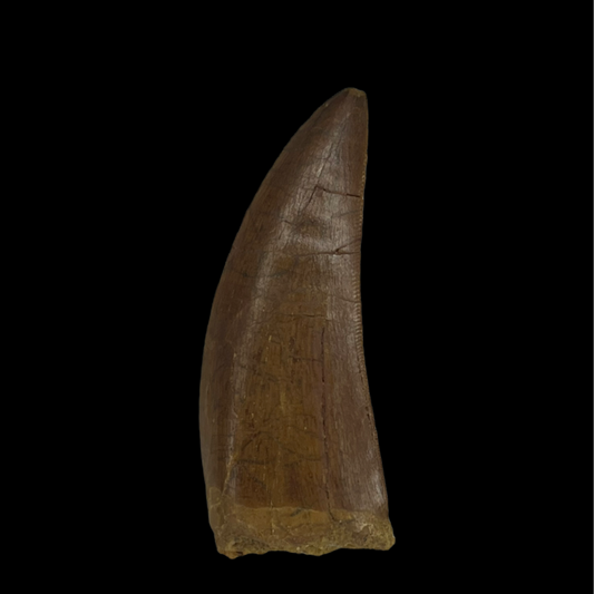 Carcharodontosaurus Tooth 11 (2.5 in)