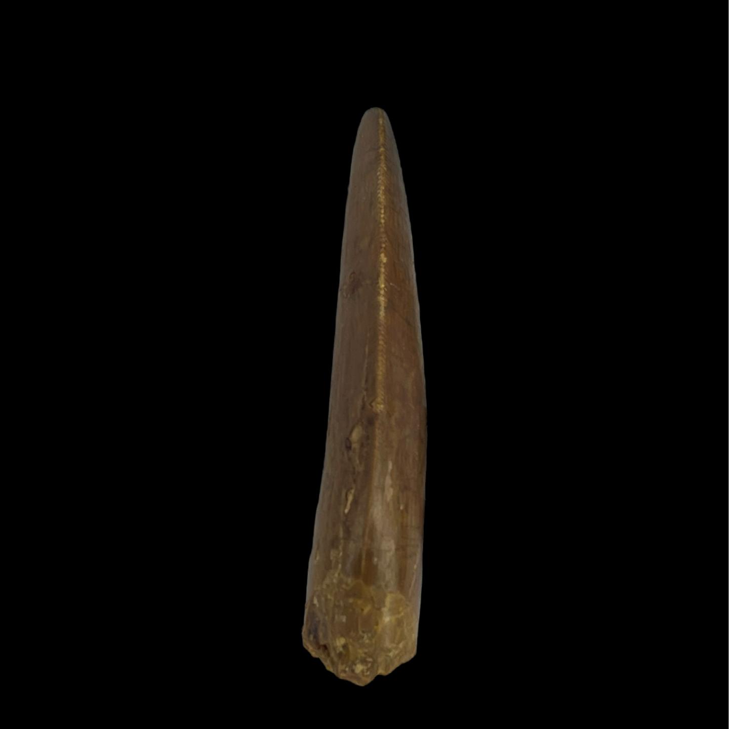 Carcharodontosaurus Tooth 11 (2.5 in)