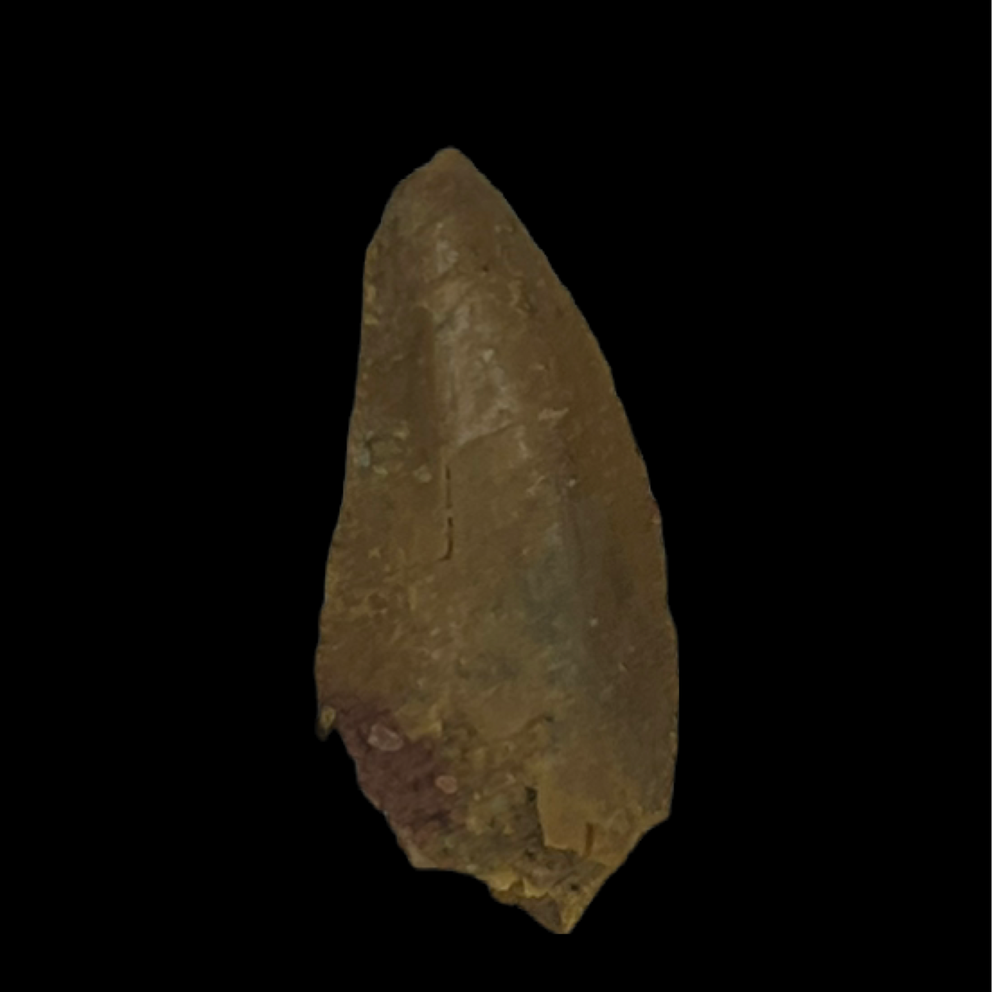 Raptor Tooth 02 (0.625 in)