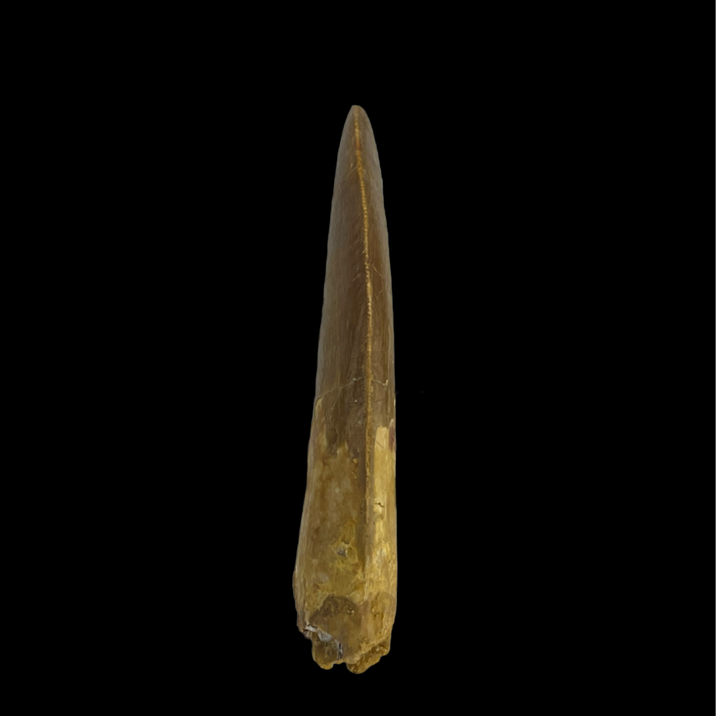Carcharodontosaurus Tooth 10 (3 in)
