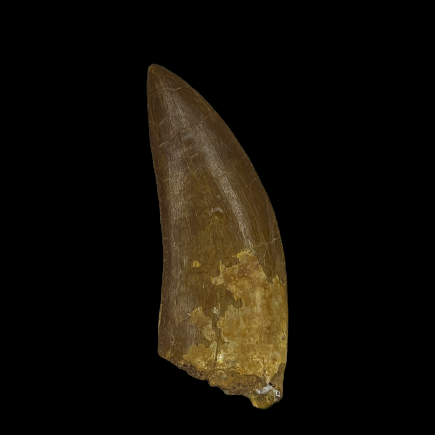 Carcharodontosaurus Tooth 10 (3 in)
