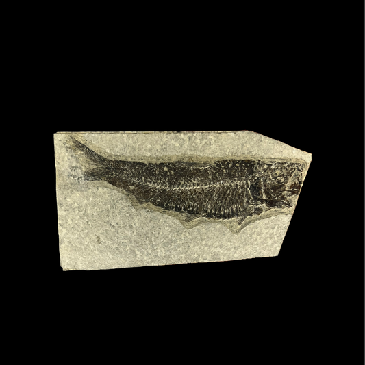 A Grade Knightia Fossil 03
