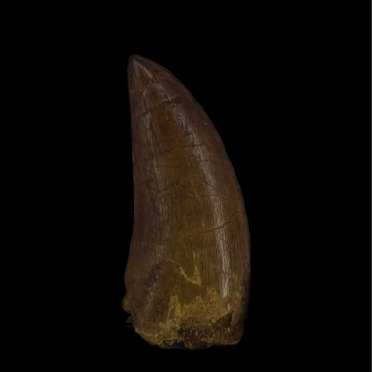 Carcharodontosaurus Tooth 04 (1.9 in)