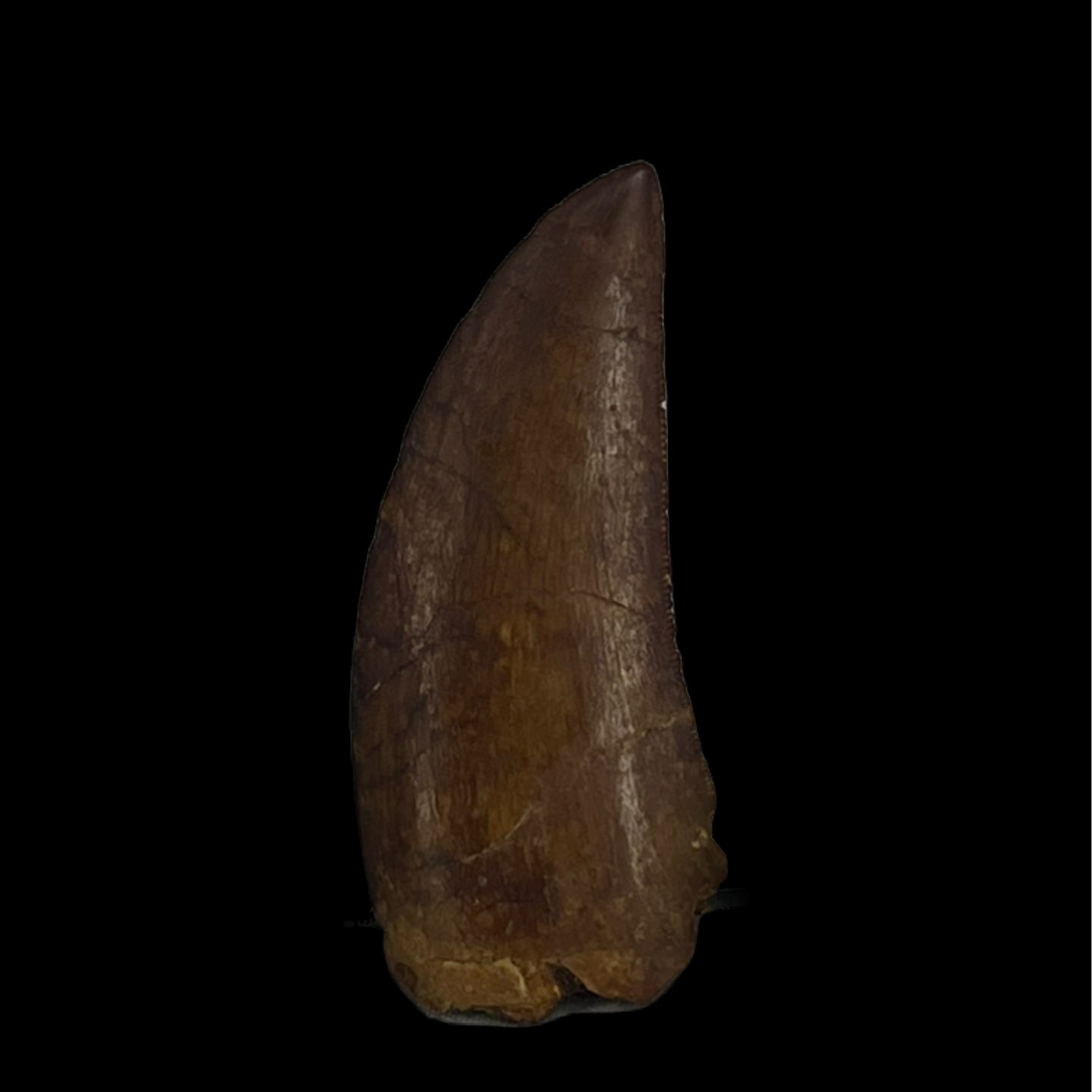 Carcharodontosaurus Tooth 04 (1.9 in)