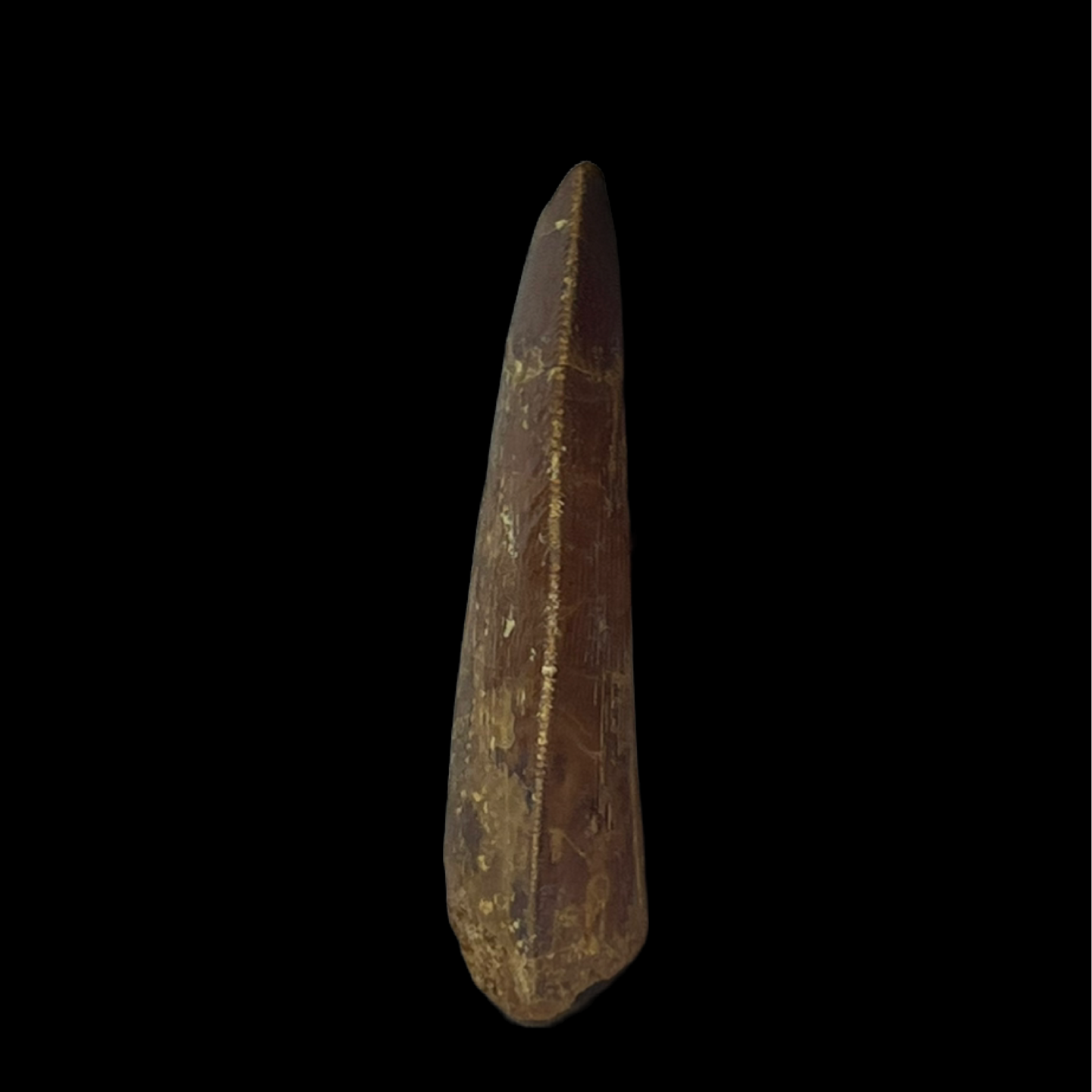Carcharodontosaurus Tooth 03 (2 in)