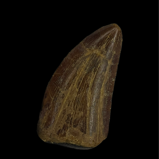 Carcharodontosaurus Tooth 03 (2 in)