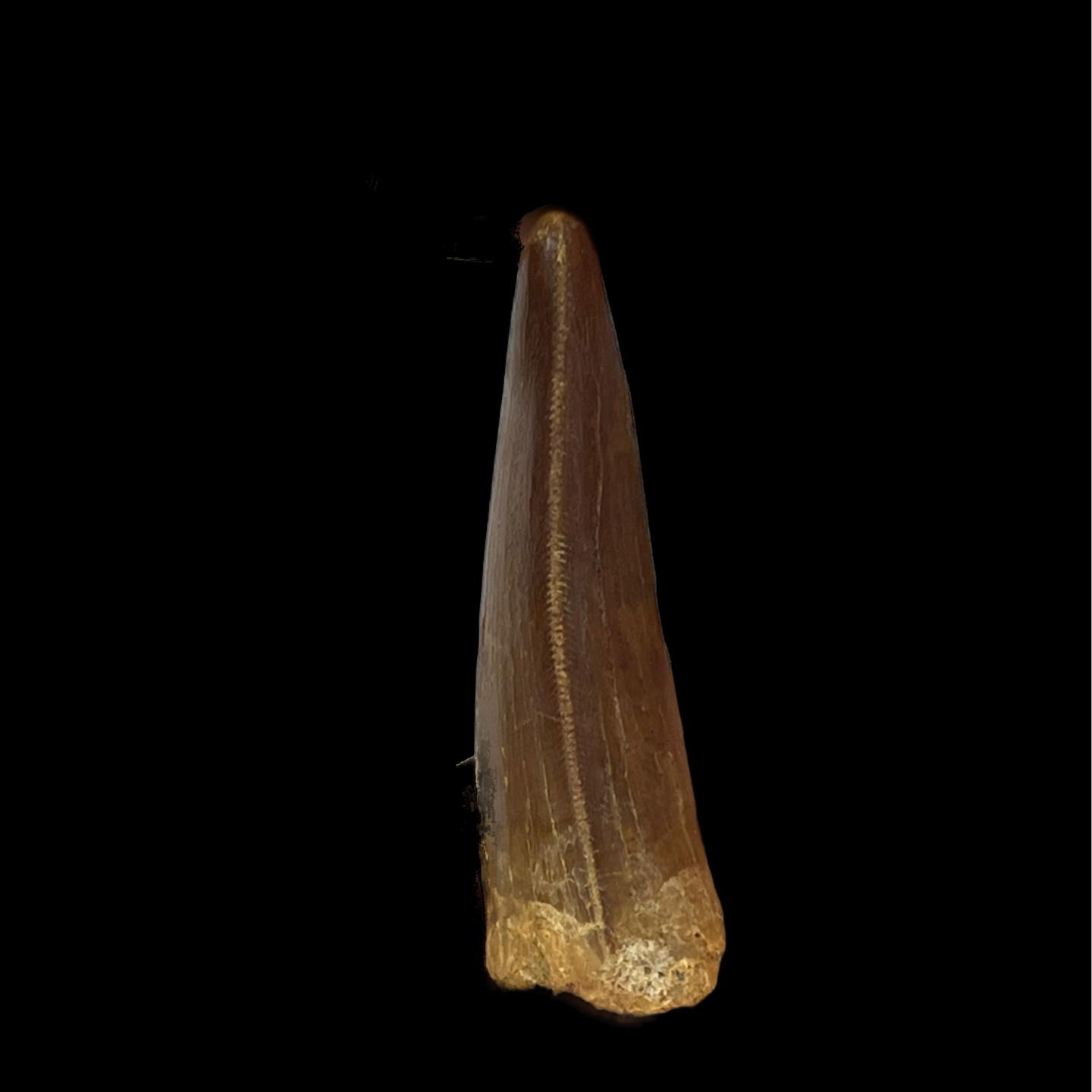 Carcharodontosaurus Tooth 02 (2 in)