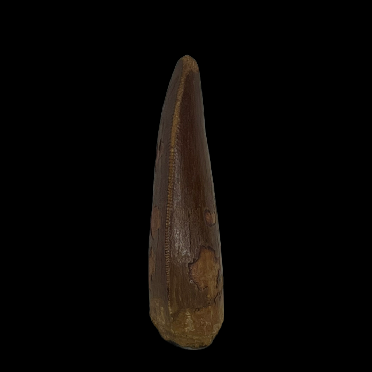 Carcharodontosaurus Tooth 02 (2 in)