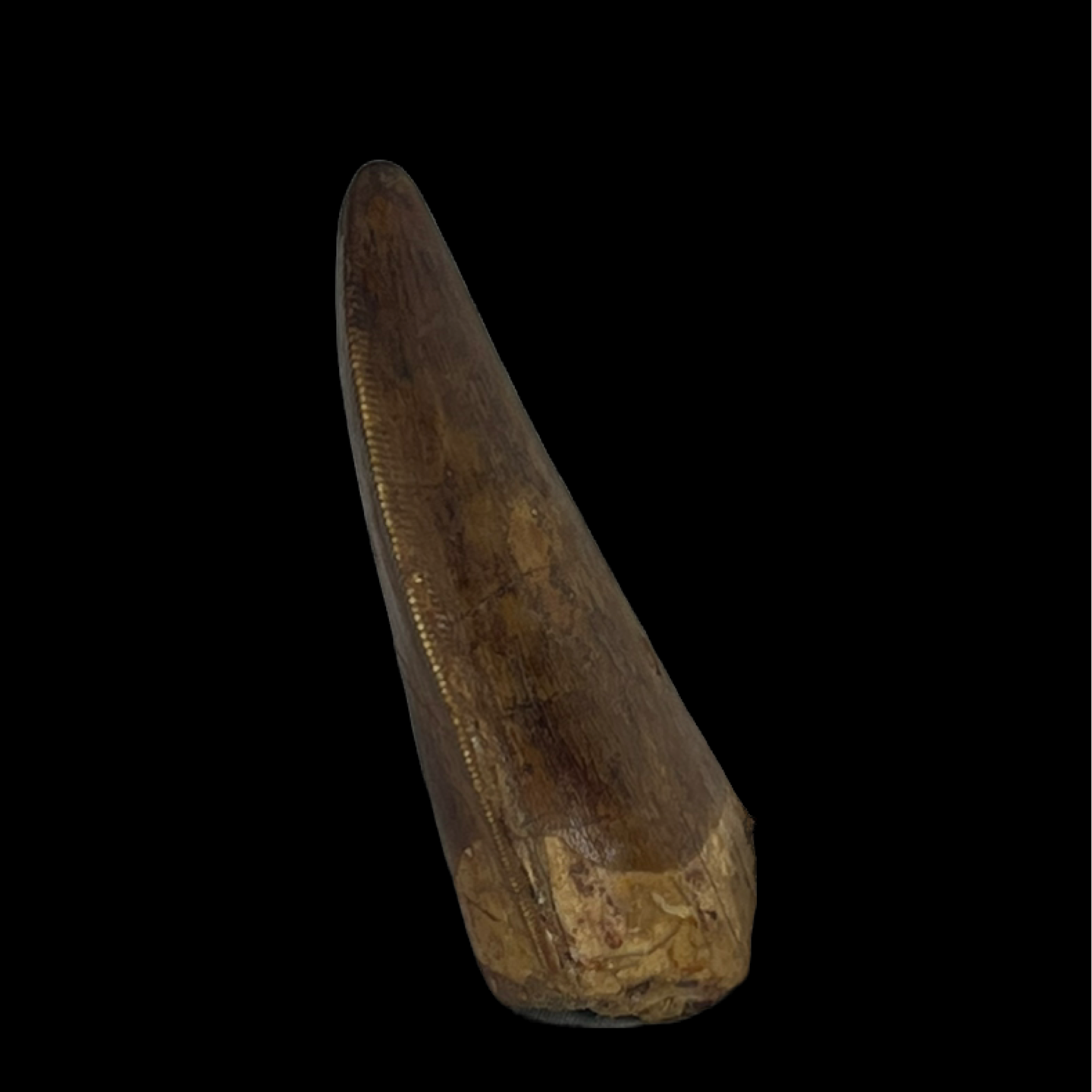 Carcharodontosaurus Tooth 01 (2 in)