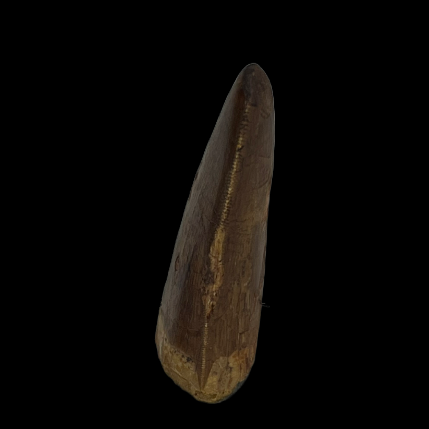 Carcharodontosaurus Tooth 01 (2 in)