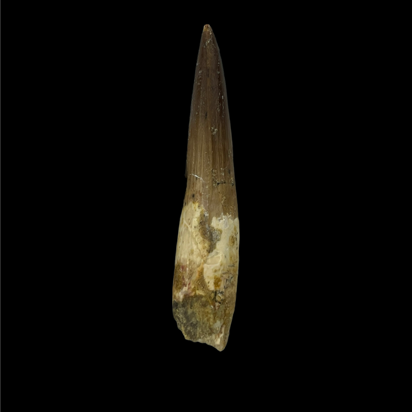 Spinosaurus Tooth 01 (3.1 in)