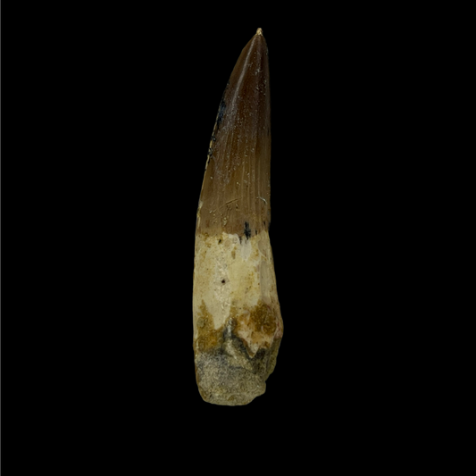 Spinosaurus Tooth 01 (3.1 in)