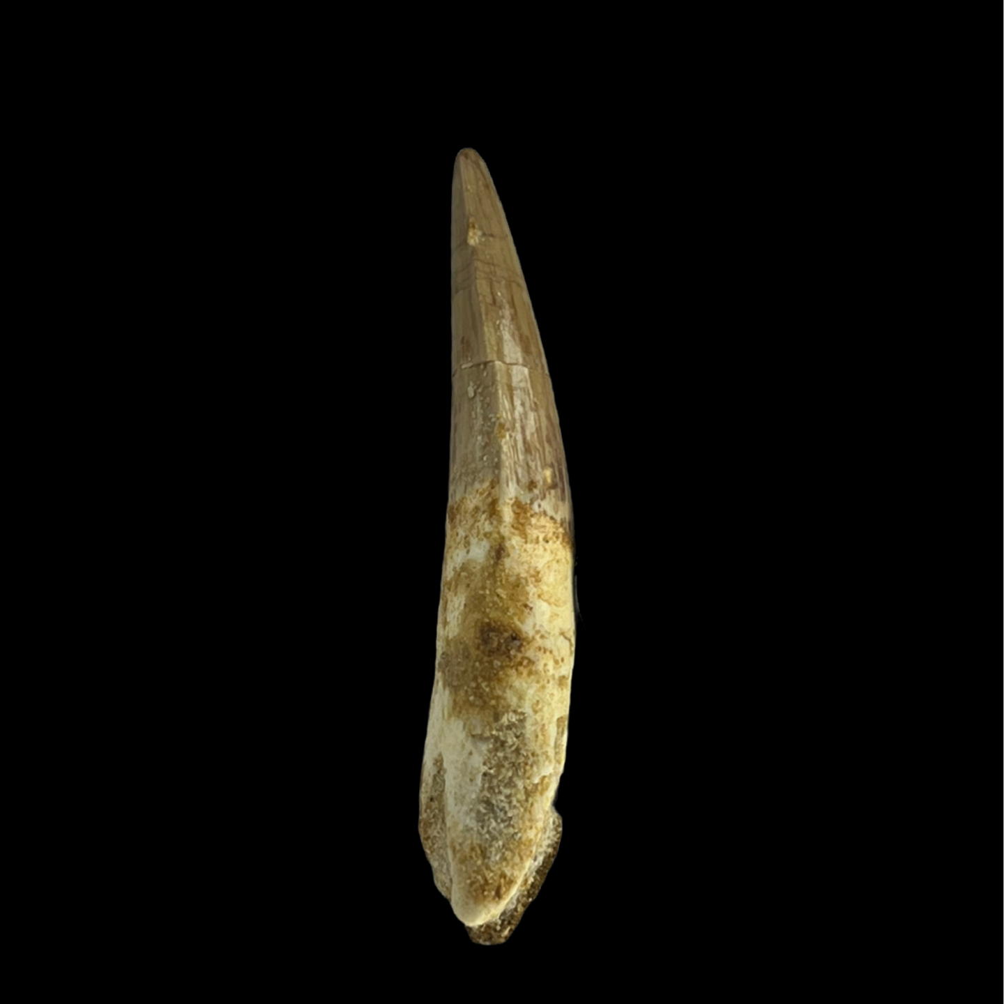 Spinosaurus Tooth 02 (2.2 in)