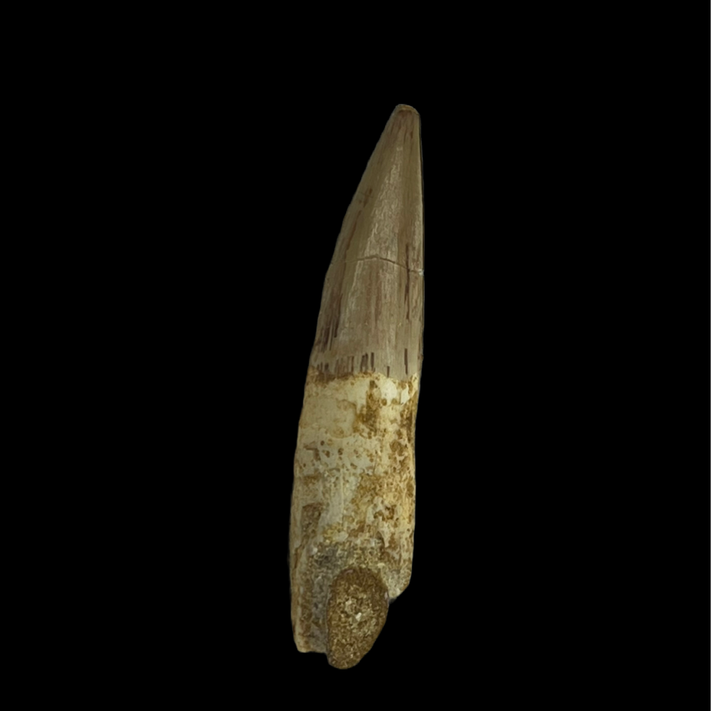 Spinosaurus Tooth 02 (2.2 in)