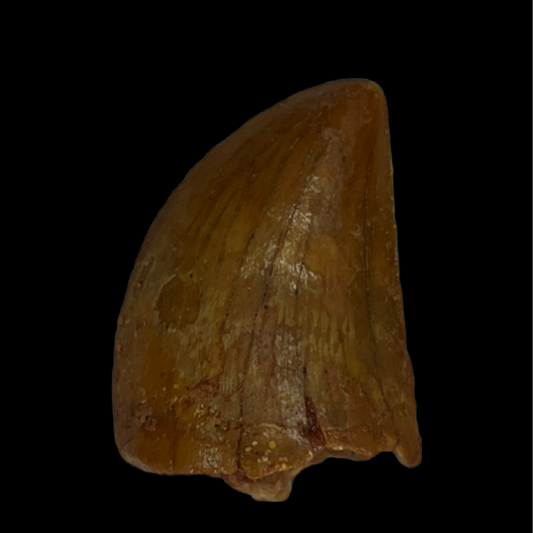 Carcharodontosaurus Tooth 13 (0.93 in)
