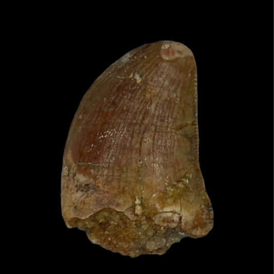 Carcharodontosaurus Tooth 14 (0.93 in)