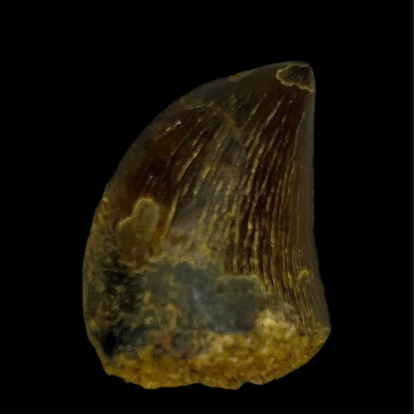 Carcharodontosaurus Tooth 15 (0.93 in)